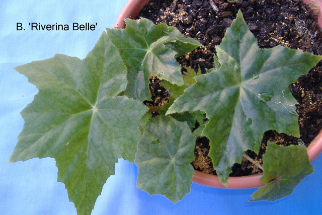 B. ‘Riverina Belle’